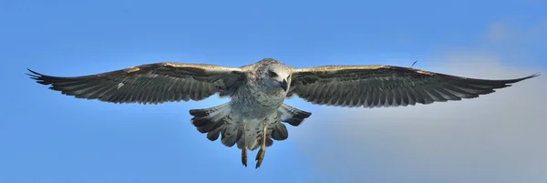 飛行中の鳥 自然の青空の背景です 飛行少年オオセグロカモメ Dominicanus ドミニカ共和国のカモメと黒いバックアップ ミナミオオセグロカモメとしても知られています 南アフリカのフォールス湾 — ストック写真