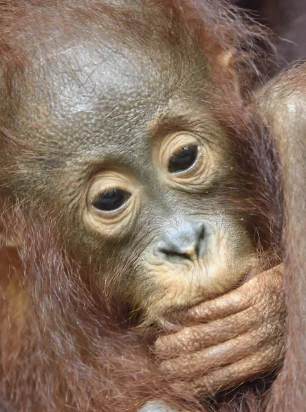 Cachorro Orangután Borneano Central Pongo Pygmaeus Wurmbii Hábitat Natural Naturaleza — Foto de Stock