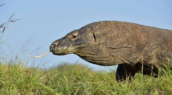 Портрет Комодо Дракона Неперевірена Komodoensis Найбільший Ящірка Життя Світі Острові — стокове фото
