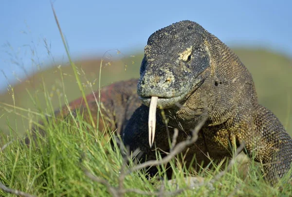 科莫多龙 Komodoensis 与分叉舌嗅空气 世界上最大的活蜥蜴在自然栖息地 Rinca — 图库照片