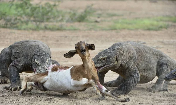 Draghi Attaccano Draghi Komodo Attaccano Preda Drago Komodo Varanus Komodoensis — Foto Stock