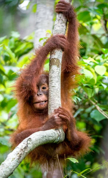 Orangután Borneano Central Pongo Pygmaeus Wurmbii Hábitat Natural Árbol Naturaleza — Foto de Stock