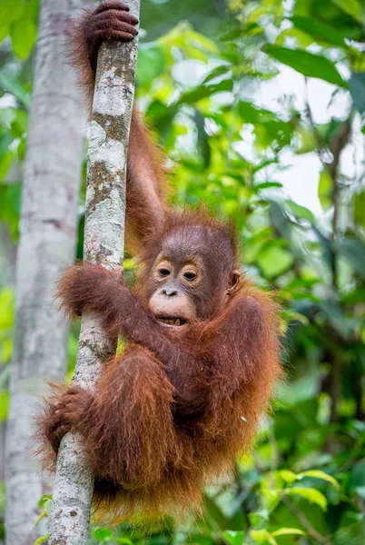 Orangotango Bornéu Central Pongo Pygmaeus Wurmbii Habitat Natural Árvore Natureza — Fotografia de Stock