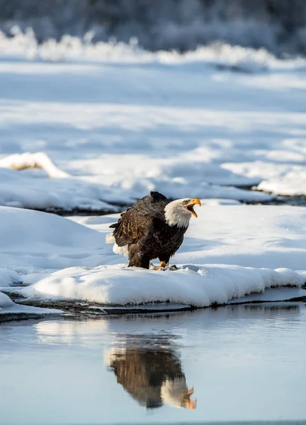 Kar Üzerinde Bağırarak Kel Kartal Haliaeetus Leucocephalus Alaska — Stok fotoğraf