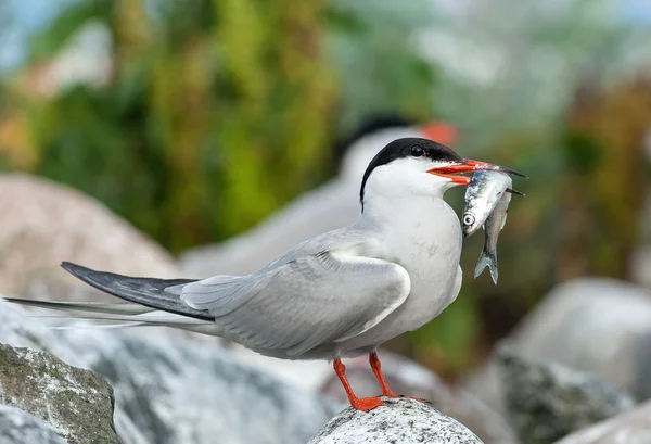 鸟与鱼 共同燕鸥 是燕鸥家族的海鸟 Sternidae — 图库照片