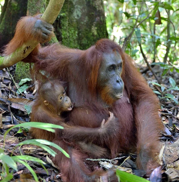 Matka Orangutan Cub Naturalnym Środowisku Bornean Orangutan Pongo Pygmaeus Wurmmbii — Zdjęcie stockowe