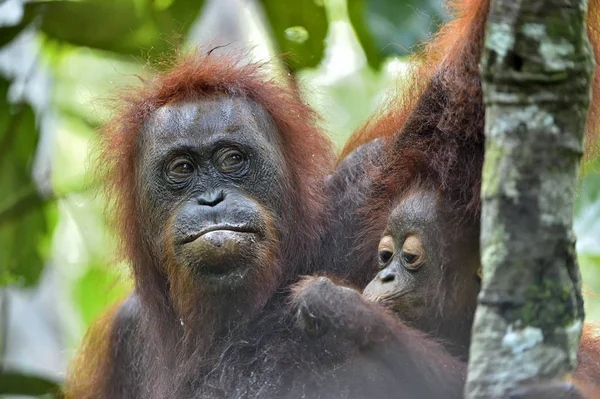 Mum Tyłu Cub Orangutan Powrót Matki Rainforest Zielony Siedlisk Przyrodniczych — Zdjęcie stockowe