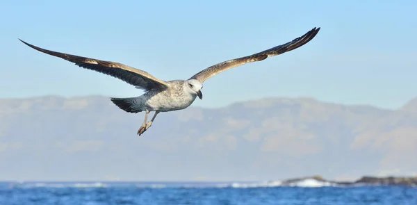 Kuş Uçuş Doğal Mavi Gökyüzü Arka Plan Juvenil Kelp Martı — Stok fotoğraf