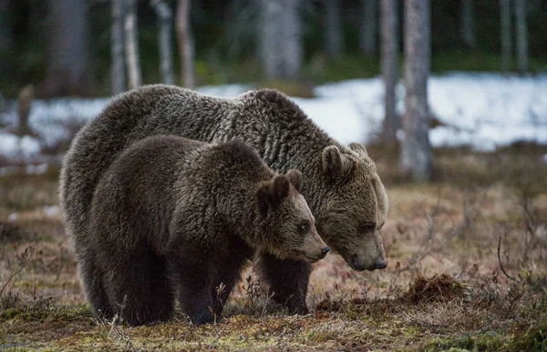 Kahverengi Ayılar Ursus Arctos Ayı Bataklık Üzerinde Yavru Ayı Bahar — Stok fotoğraf