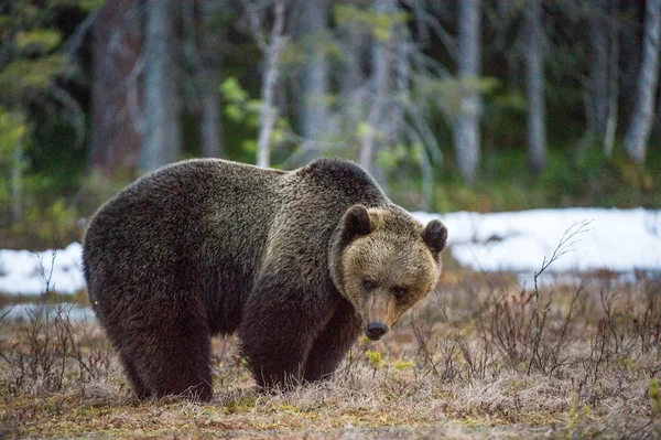 Ведмідь Бурий Урсус Arctos Болото Весна Ліс — стокове фото