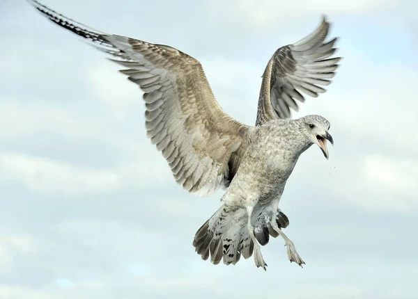 Fiatal Tengeri Moszat Sirály Larus Dominicanus Repülés Ismert Mint Dominikai — Stock Fotó