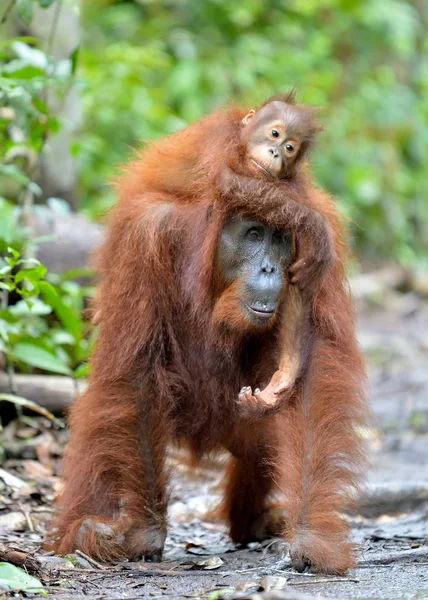 Mum Tyłu Cub Orangutan Powrót Matki Rainforest Zielony Siedlisk Przyrodniczych — Zdjęcie stockowe