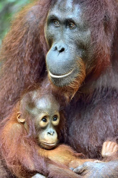 Orang Utan Mutter Und Jungtier Einem Natürlichen Lebensraum Borneanischer Orang — Stockfoto