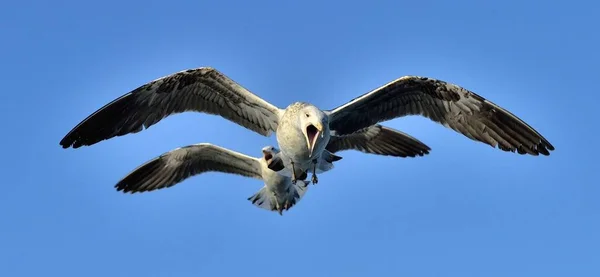 Fåglar Flykt Naturliga Blå Himmel Bakgrund Flygande Juvenil Kelp Måsar — Stockfoto