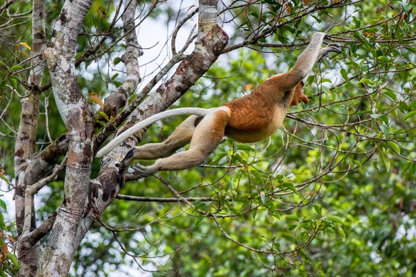 Trąba Małpa Skoki Drzewie Dzikie Rainforest Zielony Wyspie Borneo Nosacz — Zdjęcie stockowe