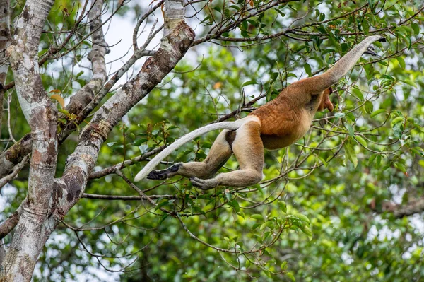 Trąba Małpa Skoki Drzewie Dzikie Rainforest Zielony Wyspie Borneo Nosacz — Zdjęcie stockowe