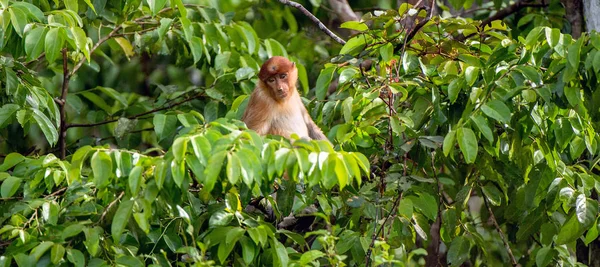 Proboscis Monkey Uma Árvore Floresta Tropical Verde Selvagem Ilha Bornéu — Fotografia de Stock