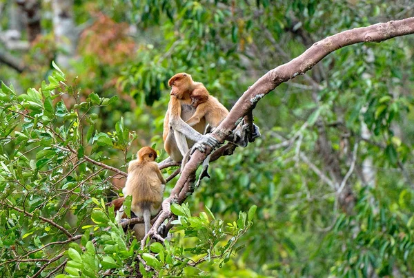 Macaco Probóscide Fêmea Nasalis Larvatus Com Filhote Habitat Natural Macaco — Fotografia de Stock