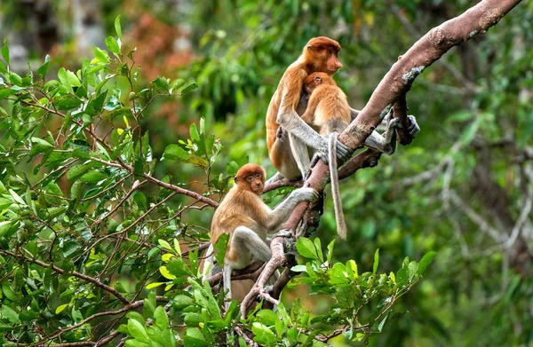 Macaco Probóscide Fêmea Nasalis Larvatus Com Filhote Habitat Natural Macaco — Fotografia de Stock