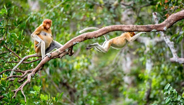 Proboscis Monkey Tree Wild Green Rainforest Borneo Island Proboscis Monkey — Stock Photo, Image