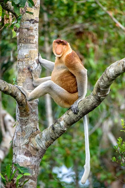 Homem Proboscis Monkey Sentado Uma Árvore Floresta Tropical Verde Selvagem — Fotografia de Stock