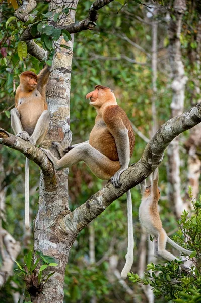 Familie Van Proboscis Monkeys Zittend Een Boom Het Wild Groene — Stockfoto