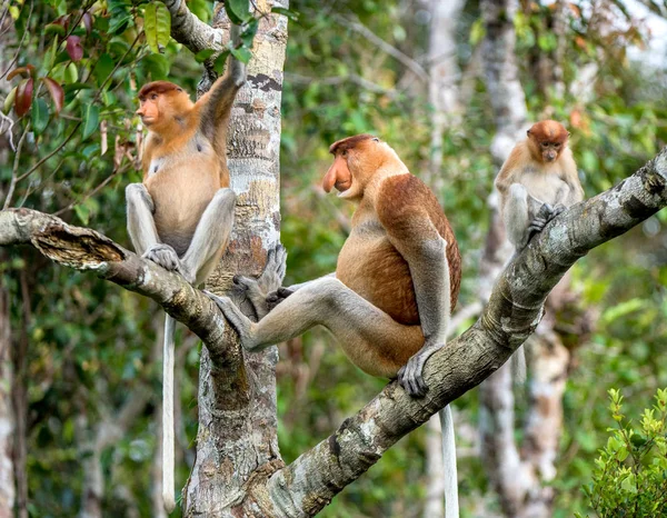 Família Macacos Proboscis Sentados Uma Árvore Floresta Tropical Verde Selvagem — Fotografia de Stock