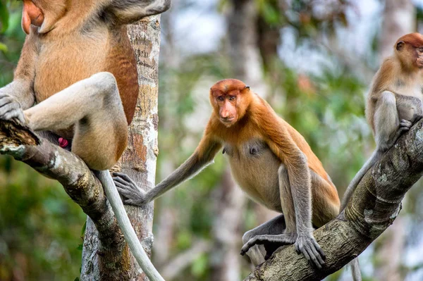 Família Macacos Proboscis Sentados Uma Árvore Floresta Tropical Verde Selvagem — Fotografia de Stock