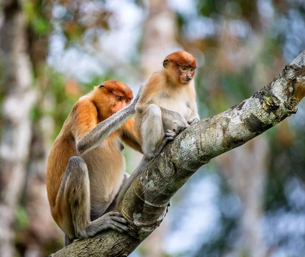 Een Vrouwelijke Neusaap Nasalis Larvatus Met Een Cub Een Natuurlijke — Stockfoto