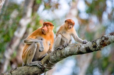 Bir kadın hortum maymun (Nasalis larvatus) doğal ortamlarında bir yavrusu ile. Uzun burunlu maymun, Endonezya bekantan olarak da bilinir. Endemik Güneydoğu Asya Borneo Adası için. Endonezya