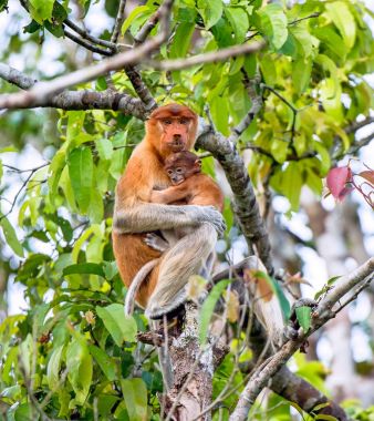 Bir kadın hortum maymun (Nasalis larvatus) doğal ortamlarında bir yavrusu ile. Uzun burunlu maymun, Endonezya bekantan olarak da bilinir. Endemik Güneydoğu Asya Borneo Adası için. Endonezya