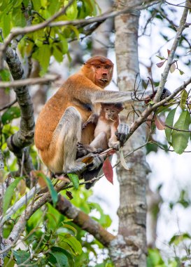 Bir kadın hortum maymun (Nasalis larvatus) doğal ortamlarında bir yavrusu ile. Uzun burunlu maymun, Endonezya bekantan olarak da bilinir. Endemik Güneydoğu Asya Borneo Adası için. Endonezya