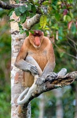 Erkek hortum maymun Borneo Adası'nda vahşi yeşil ormanlarında bir ağaçta oturuyor. Hortum maymun (Nasalis larvatus) veya Endonezya bekantan olarak bilinen, uzun burunlu maymun