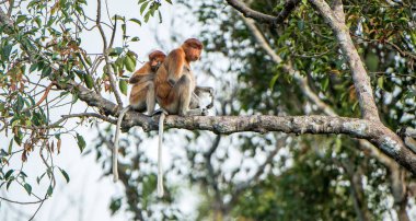 Bir kadın hortum maymun (Nasalis larvatus) doğal ortamlarında bir yavrusu ile. Uzun burunlu maymun, Endonezya bekantan olarak da bilinir. Endemik Güneydoğu Asya Borneo Adası için. Endonezya
