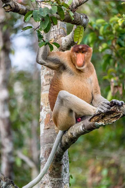 Mężczyzna Siedzi Drzewie Dzikie Rainforest Zielony Wyspie Borneo Monkey Trąba — Zdjęcie stockowe