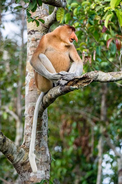 ボルネオ島の野生の緑の熱帯雨林の木の上に座ってテング猿の男性 テングザル Larvatus または長い鼻猿 インドネシアの Bekantan として知られています — ストック写真