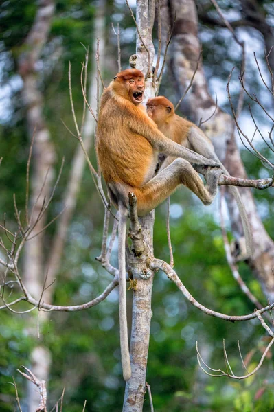 Macaco Probóscide Fêmea Nasalis Larvatus Com Filhote Habitat Natural Macaco — Fotografia de Stock