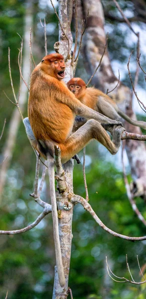 Singe Proboscis Femelle Nasalis Larvatus Avec Ourson Dans Habitat Naturel — Photo