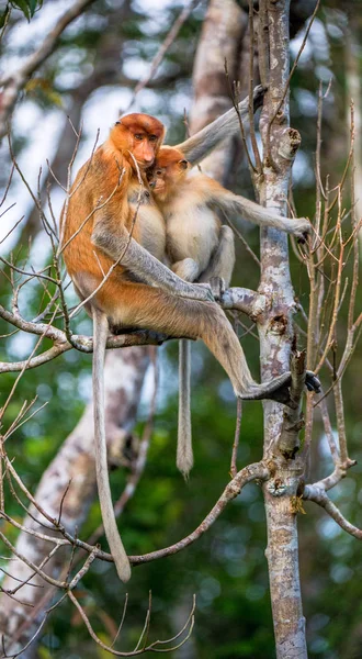 Monkey Trąba Kobiece Nasalis Larvatus Karmienie Cub Drzewie Naturalnym Środowisku — Zdjęcie stockowe