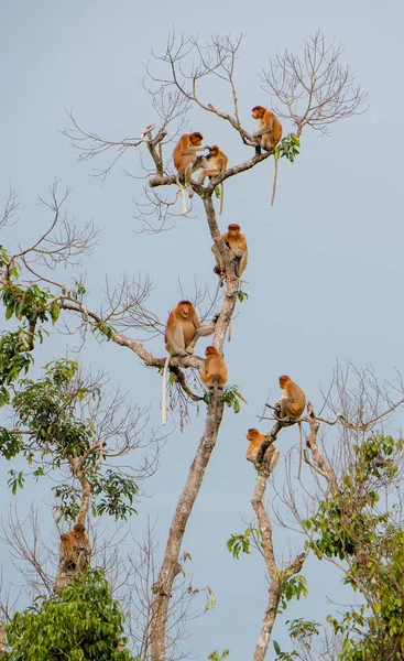 원숭이 보르네오 열대우림에 나무에 앉아의 원숭이 Nasalis Larvatus 원숭이 인도네시아에 — 스톡 사진