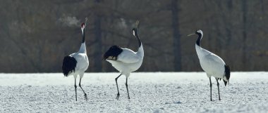 Vinçler dans. Kırmızı taç vinçler (Sceincific adı: Grus japonensis), Japon vinç veya Mançurya Vinçler olarak da adlandırılan, büyük bir Doğu Asya vinç..