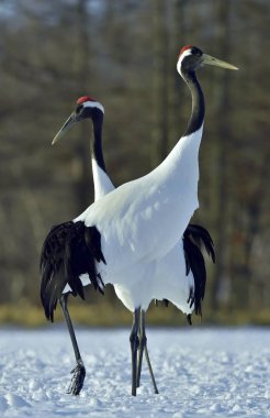 Vinçler dans. Kırmızı taç vinçler (Sceincific adı: Grus japonensis), Japon vinç veya Mançurya Vinçler olarak da adlandırılan, büyük bir Doğu Asya vinç..