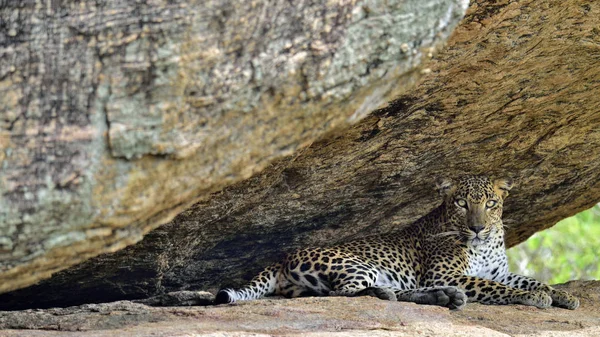 Leopard Egy Szikla Női Ceyloni Leopárd Panthera Pardus Kotiya Srí — Stock Fotó