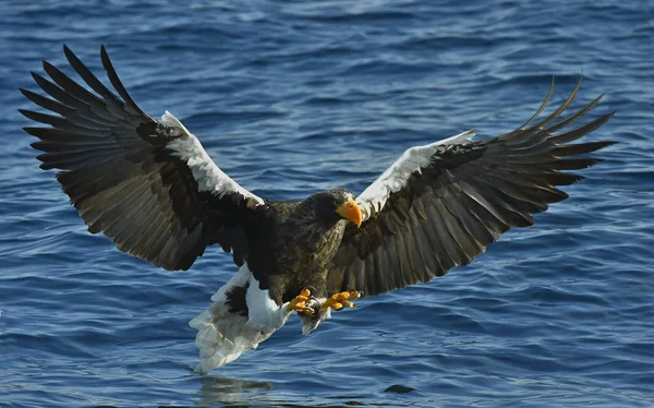 Pesca All Aquila Mare Steller Aquila Mare Steller Adulti Haliaeetus — Foto Stock