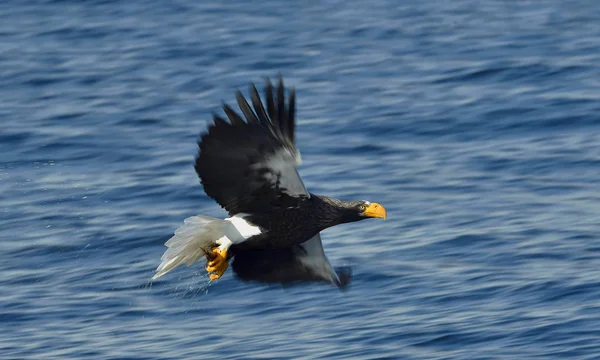 Του Steller Θάλασσα Αετός Ψάρεμα Ενηλίκων Steller Του Sea Eagle — Φωτογραφία Αρχείου