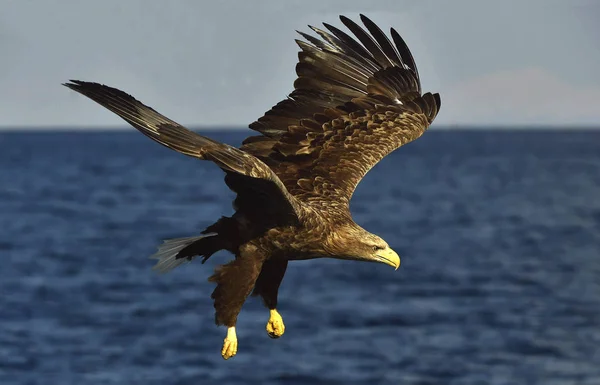 Hvid Halet Ørn Fiskeri Voksen Hvidhalet Ørn Haliaeetus Albicilla Også - Stock-foto