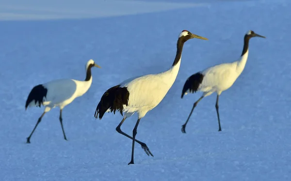 Cranes Dançarinos Grus Japonensis Também Chamado Guindastes Japoneses Guindastes Manchurianos — Fotografia de Stock