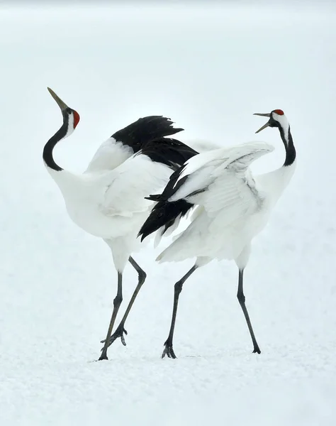 Cranes Dançarinos Grus Japonensis Também Chamado Guindastes Japoneses Guindastes Manchurianos — Fotografia de Stock