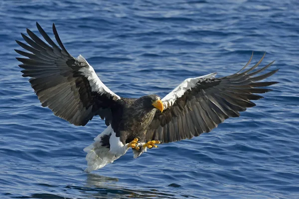 Pesca Águia Mar Steller Águia Marinha Steller Adulta Haliaeetus Pelagicus — Fotografia de Stock