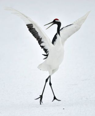 Vinç dans. Kırmızı taç vinç (Sceincific adı: Grus japonensis), Japon vinç veya Mançurya vinç olarak da bilinir, bir büyük Doğu Asya vinç.
